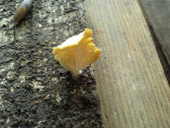 Fungi