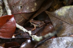 Anomaloglossus stepheni