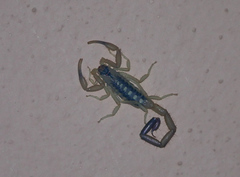 Uroplectes vittatus
