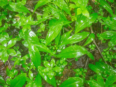 Clintonia borealis
