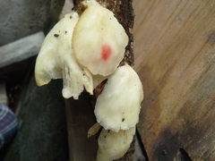 Fungi
