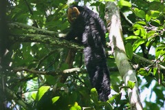 Pithecia chrysocephala