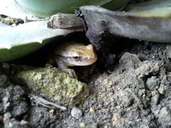 Tlalocohyla smithii