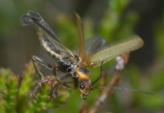 Cantharis figurata