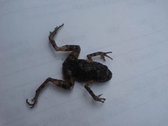 Anura