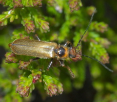 Cantharis figurata