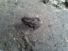 Eleutherodactylus nitidus
