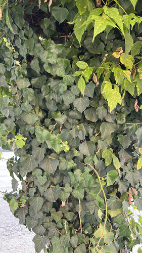 common ivy