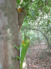 Lyriocephalus scutatus