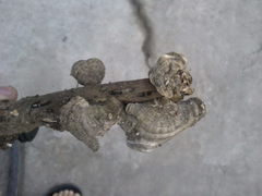Fungi