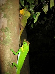 Lyriocephalus scutatus