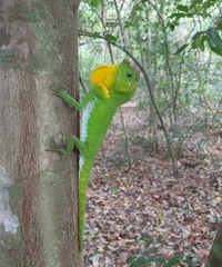 Lyriocephalus scutatus