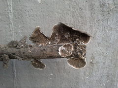 Fungi