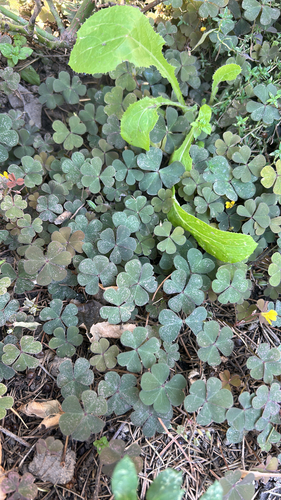 Creeping Woodsorrel
