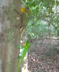 Lyriocephalus scutatus