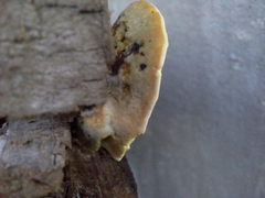 Polyporales