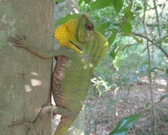 Lyriocephalus scutatus