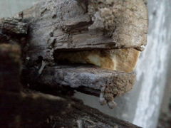 Polyporales