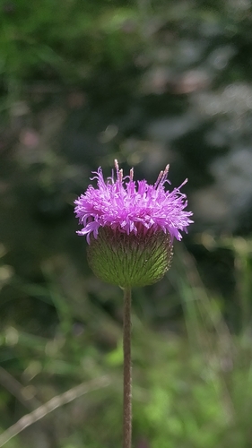 Camchaya spinulifera