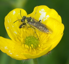 Tenthredo arcuata