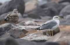 Larus michahellis atlantis