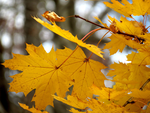 Paprastasis klevas nuotrauka