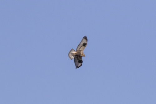 Rough-legged Hawk (Buteo lagopus), a species recorded in Oregon