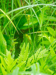 Carex lacustris
