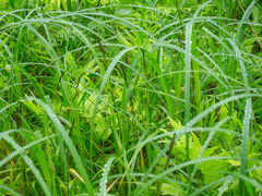 Carex lacustris