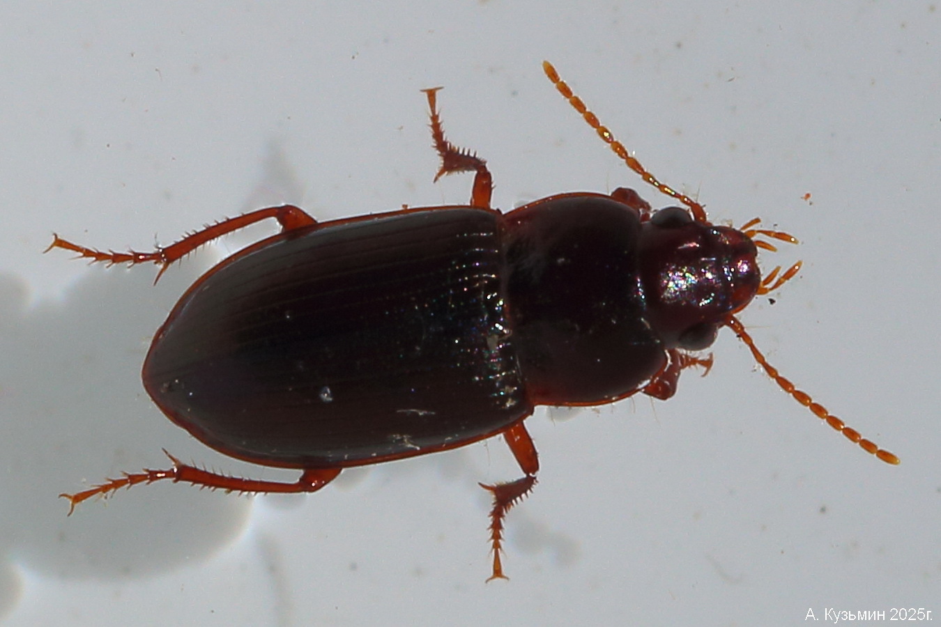 Тускляк Солнцелюбивый (Amara apricaria)