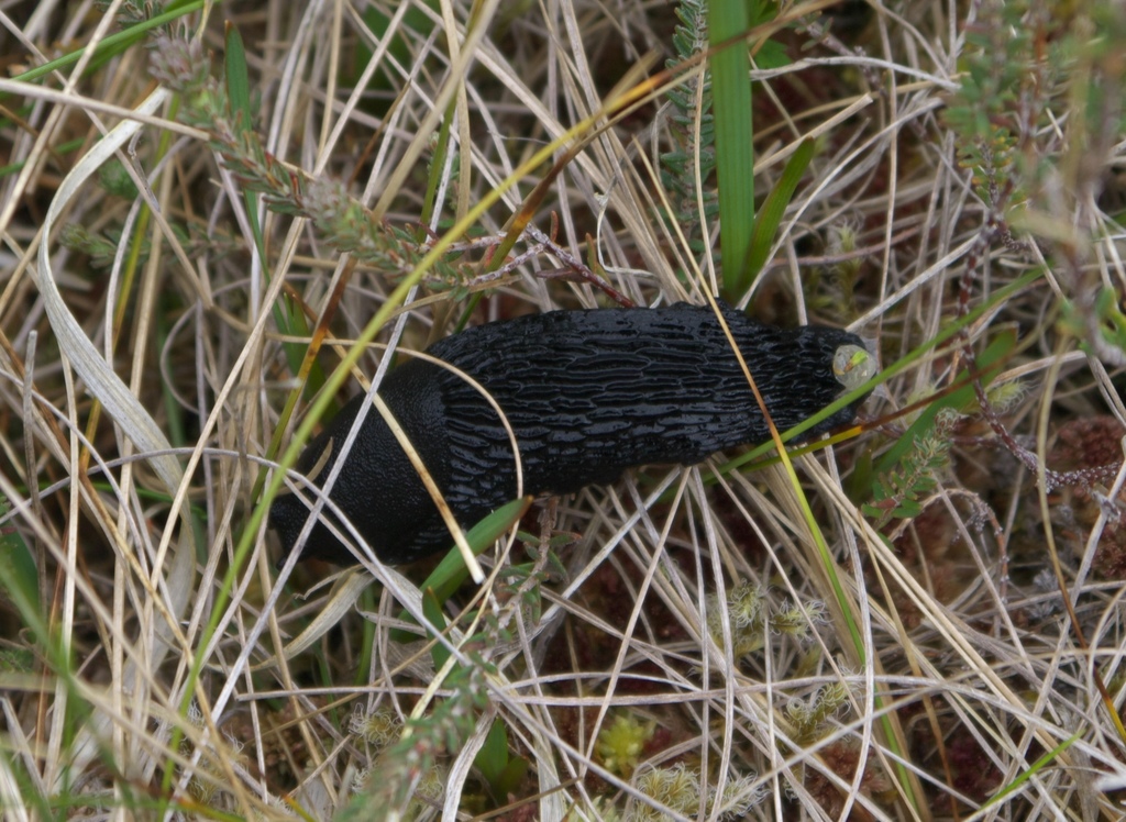 Large Black Slug