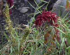 Amaranthus caudatus