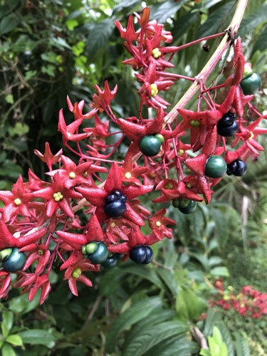 Clerodendrum indicum image