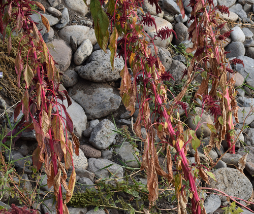 Amaranthus caudatus image