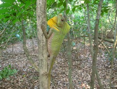 Lyriocephalus scutatus