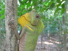 Lyriocephalus scutatus