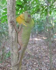 Lyriocephalus scutatus