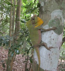 Lyriocephalus scutatus