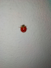 Harmonia axyridis