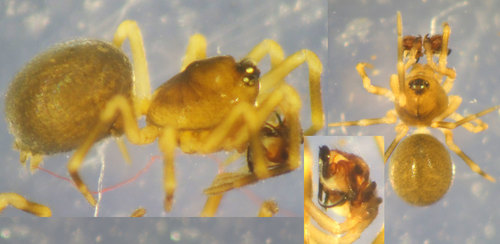 Cinetata gradata