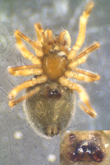 Cinetata gradata