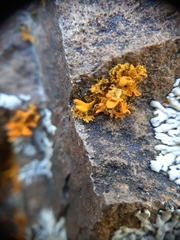 Teloschistes velifer