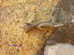 Eudocima serpentifera