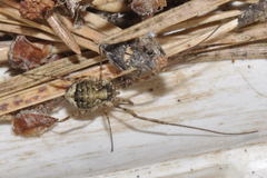 Oligolophus hanseni