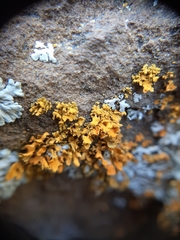 Teloschistes velifer