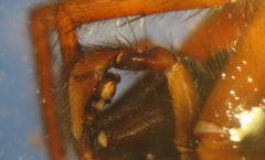 Coelotes atropos