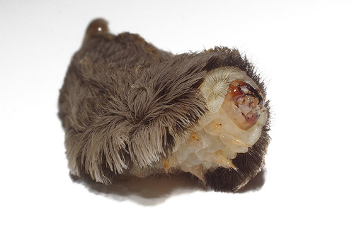 Southern Flannel Moth