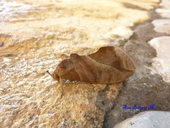 Eudocima serpentifera