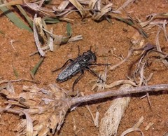 Backomyia