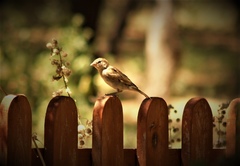 Passer domesticus